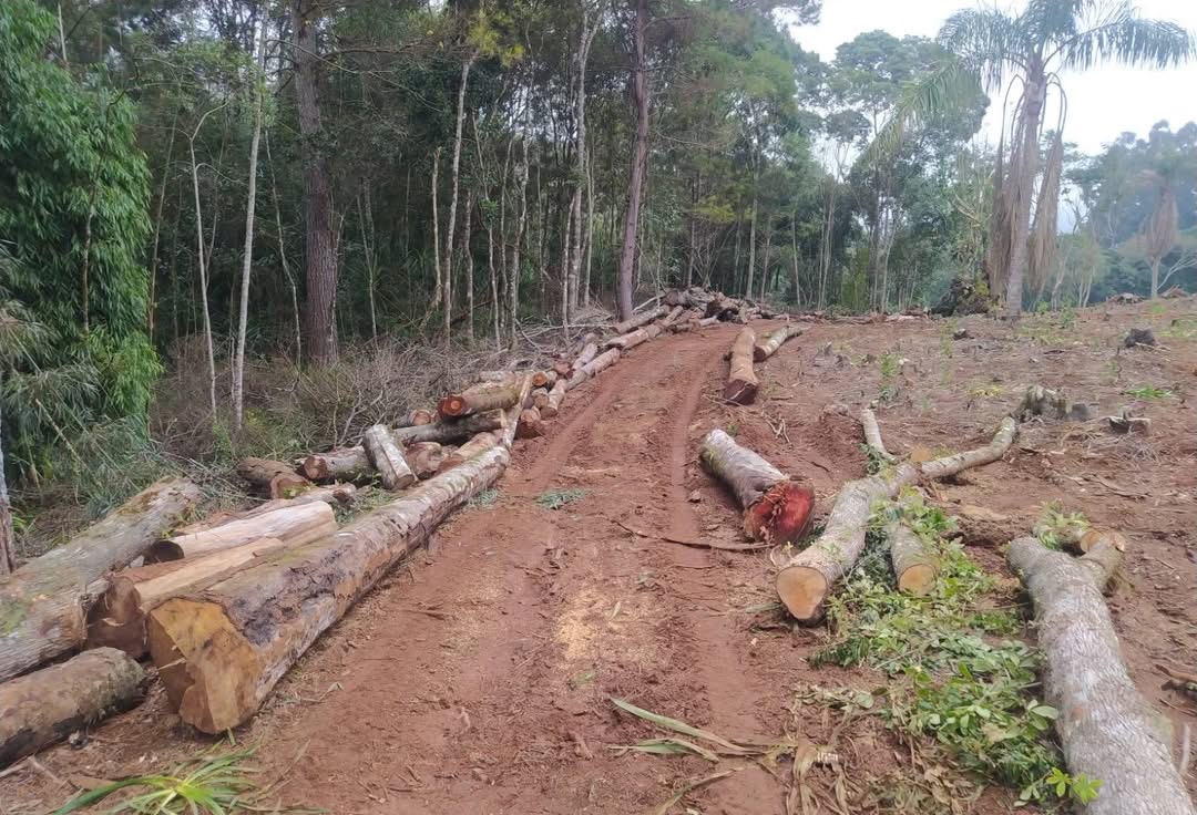 Polícia ambiental autua proprietários por desmatamento em Cruz Machado  